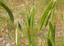 Crested Wheat Grass
