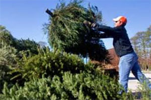 Learn more about Christmas Tree Recycling