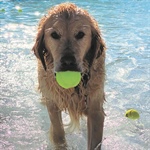 Doggie Splash
