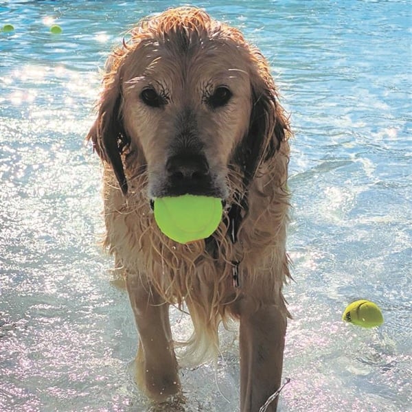 Learn More About Doggie Splash & Pet Expo
