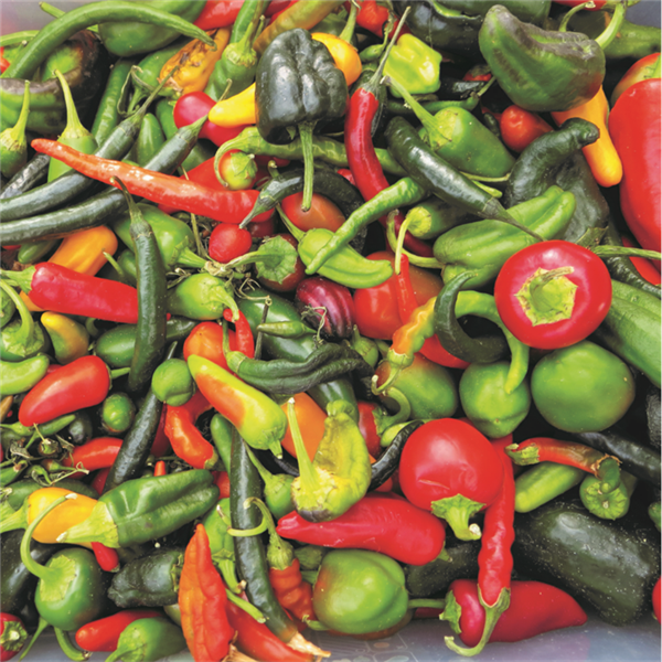 Learn More About Highlands Ranch Farmers' Market