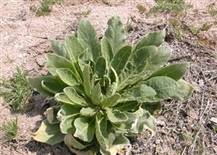 Mullein/Indian Toilet Paper