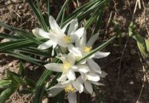 Sand or Star Lily