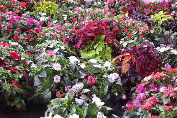 Flowers from the Spring Flower Sale