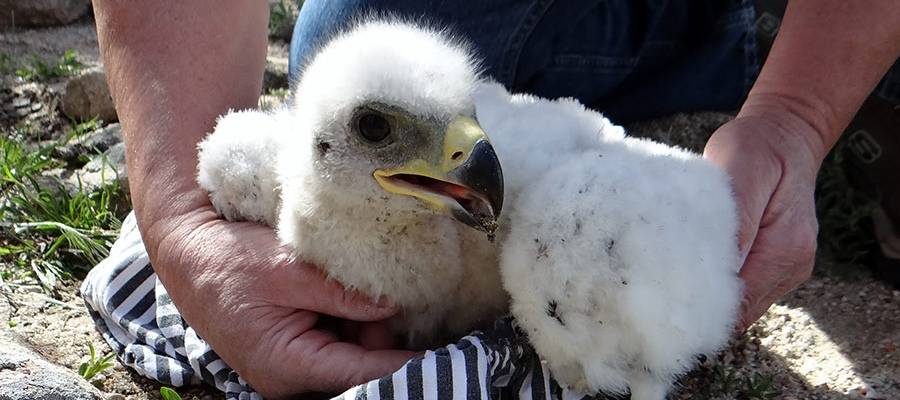 Baby eagles being held by human